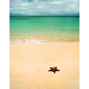 Starfish and Beach  11 x 14 print